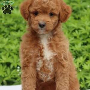 Copy of Copy of Copy of Skye, Mini Goldendoodle Puppy